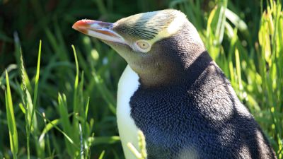 Pinguin.jpg