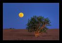 Baum_Wueste_Mond_Sahara.jpg